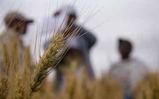 CB_Wheat_Yield_Climate_Risk
