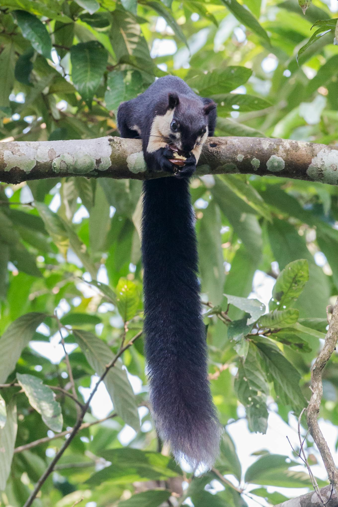 Malayan giant squirrel