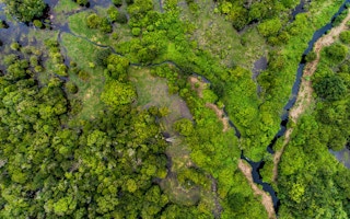 Katingan peatland forest