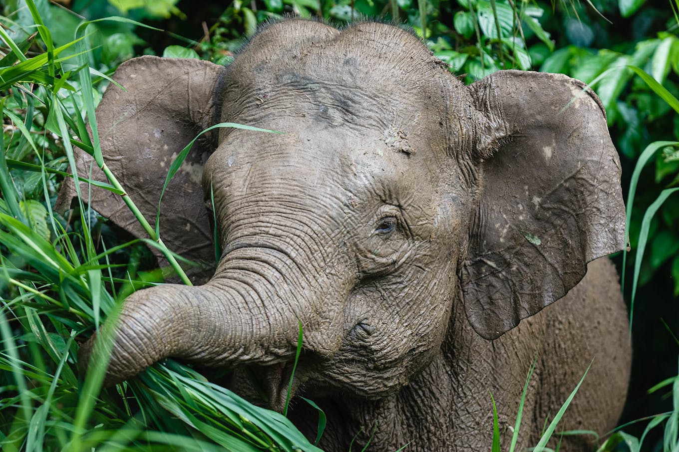 Bornean_pygmy_elephant_Malaysia