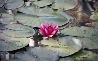 Lotus_Silk_Fibre