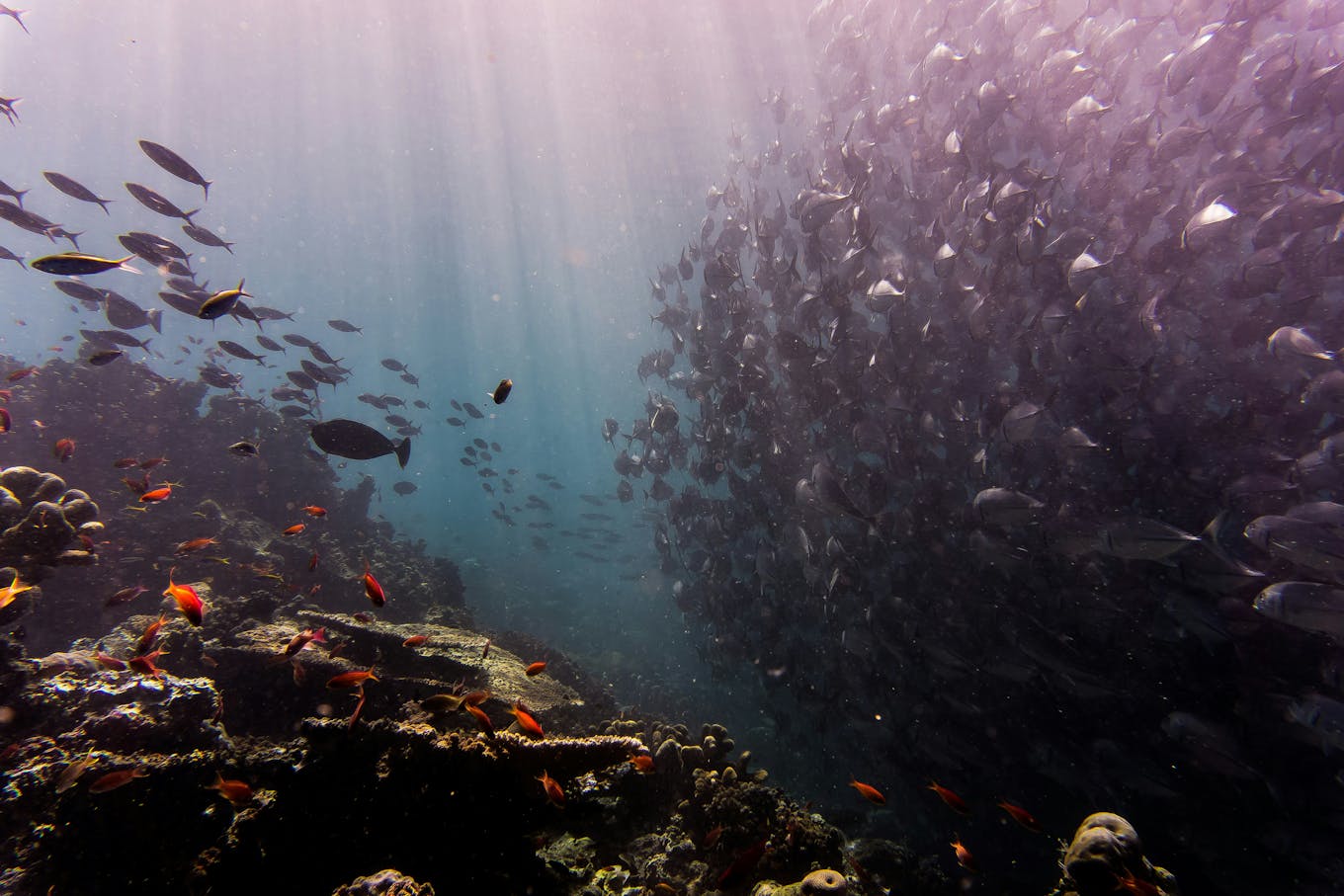 Fish Sipadan
