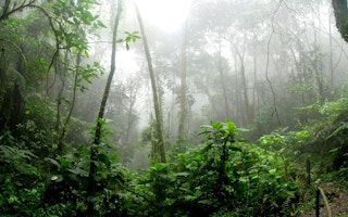 Forest Asia Pacific