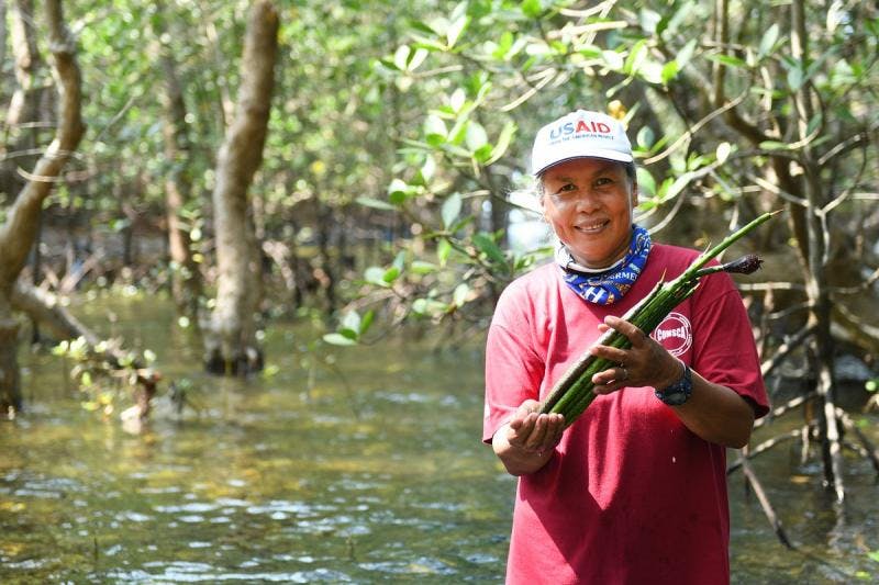 USAID's SIBOL project mangrove planting