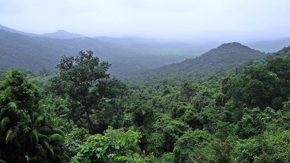 Image: BishnuSarangi/Pixabay