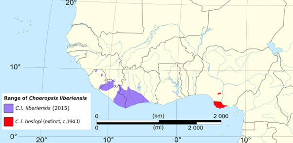 Location of pygmy hippos